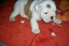 English bulldog puppies